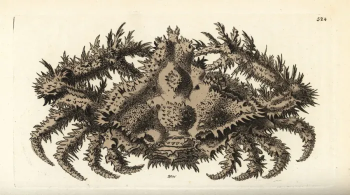 Framed Print : Horrid elbow crab, Daldorfia horrida Framed Print : Horrid elbow crab, Daldorfia horrida