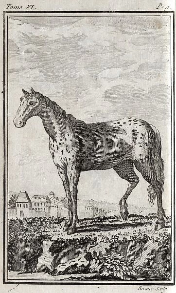 A horse From: Histoire naturelle g鮩 rale et particuli貥 (Vol.8) Date: 1770