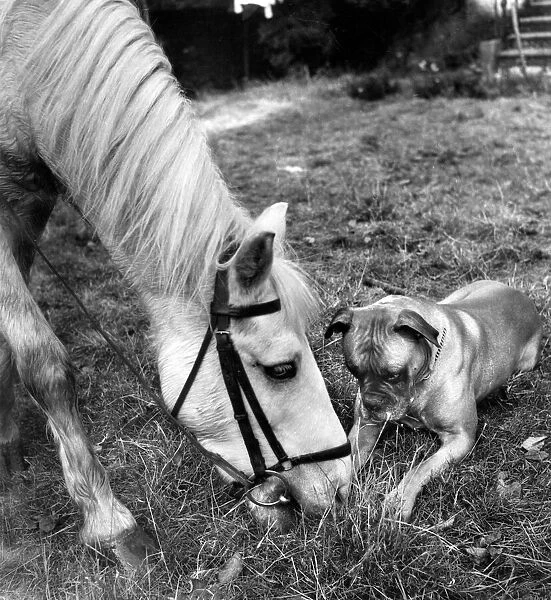 Horse and Boxer dog. Unusual Friends - horse and Boxer dog.. 1950s
