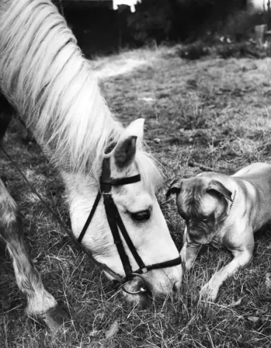 Framed Print : Horse and Boxer dog Framed Print : Horse and Boxer dog