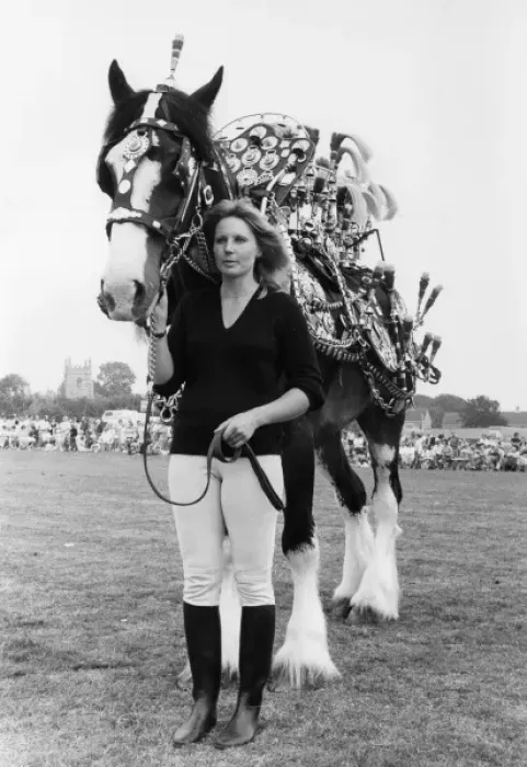 Framed Print : Horse with brasses at a County Show, Cornwall Framed Print : Horse with brasses at a County Show, Cornwall