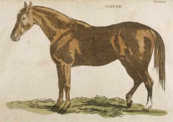 Framed Print : Horse / Brightly 1811 Framed Print : Horse / Brightly 1811