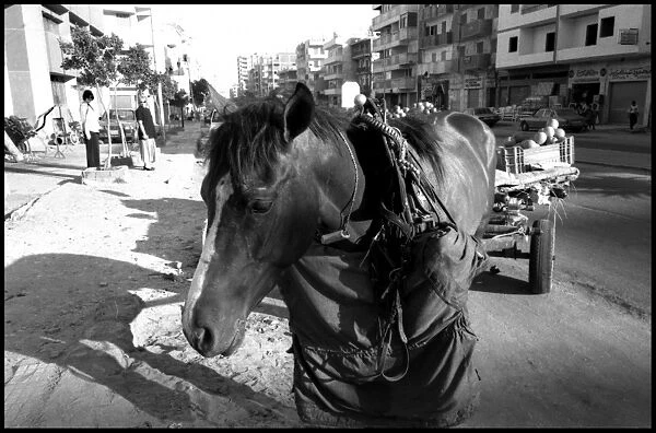 Horse in Cairo Street, Egypt
