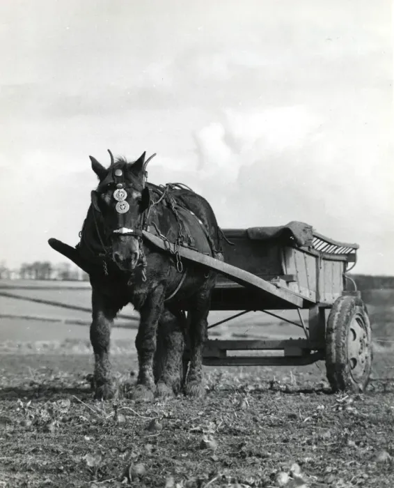 Framed Print : Horse and cart in a field, Roseland, Cornwall Framed Print : Horse and cart in a field, Roseland, Cornwall