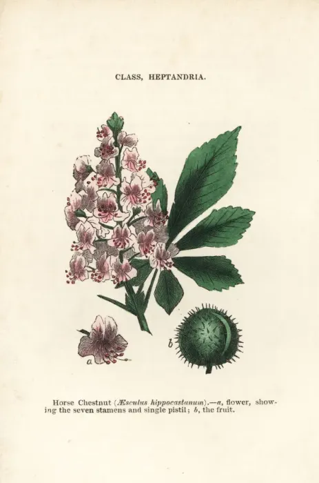 Framed Print : Horse chestnut, Aesculus hippocastanum Framed Print : Horse chestnut, Aesculus hippocastanum