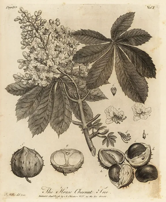 Framed Print : Horse chestnut, Aesculus hippocastanum Framed Print : Horse chestnut, Aesculus hippocastanum