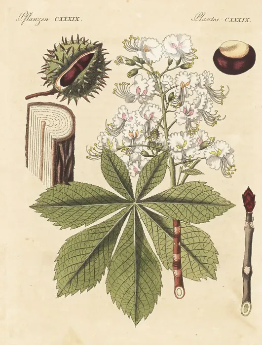 Framed Print : Horse chestnut tree, Aesculus hippocastanum. Vulnerable Framed Print : Horse chestnut tree, Aesculus hippocastanum. Vulnerable