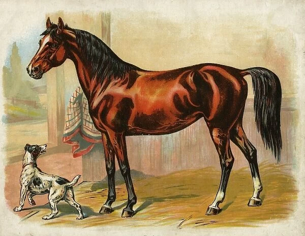 Horse and dog in a stable