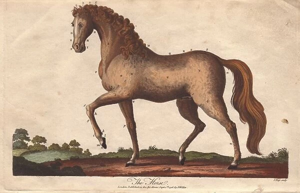 Horse, Equus caballus