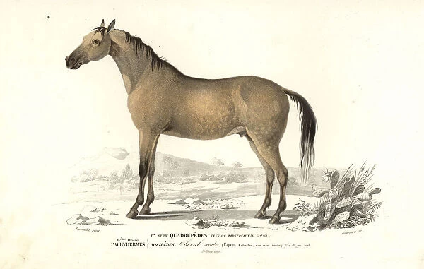 Horse, Equus caballus