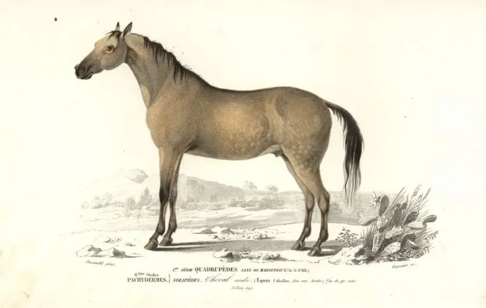 Framed Print : Horse, Equus caballus Framed Print : Horse, Equus caballus