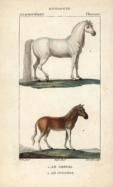 Horse, Equus ferus caballus, and extinct quagga