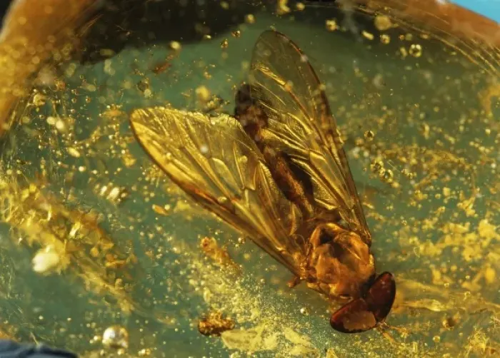 Framed Print : Horse-fly in resin Framed Print : Horse-fly in resin