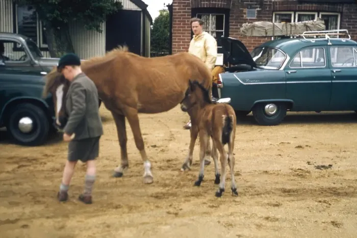 Framed Print : Horse and foal in a car park, Ireland Framed Print : Horse and foal in a car park, Ireland