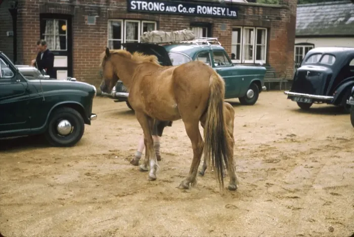 Framed Print : Horse and foal in a car park, Ireland Framed Print : Horse and foal in a car park, Ireland