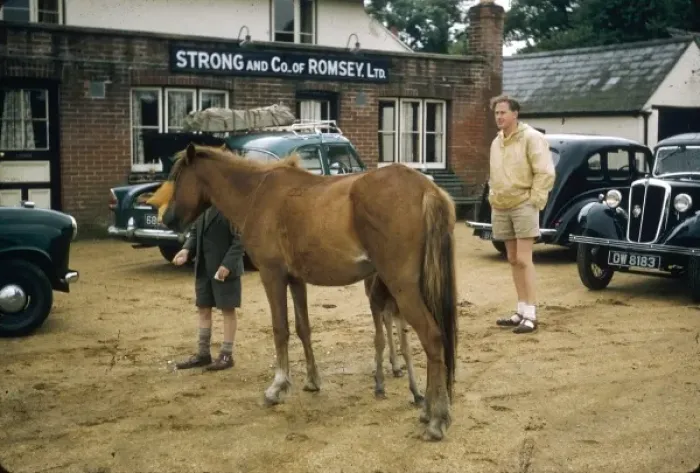 Framed Print : Horse and foal in a car park, Ireland Framed Print : Horse and foal in a car park, Ireland