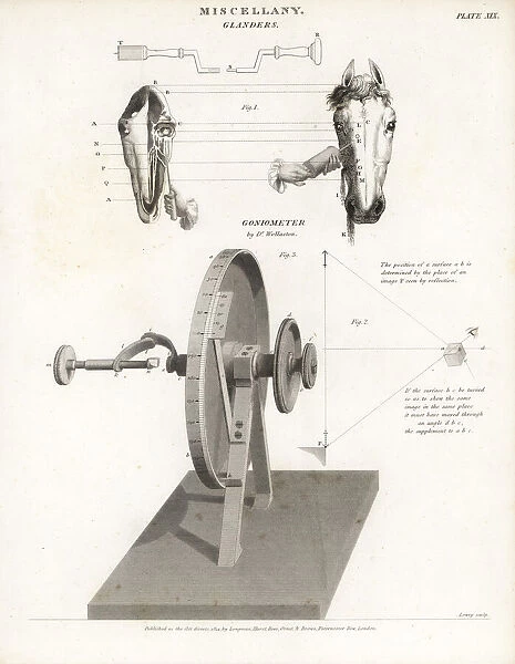 Horse glanders and Wollaston's goniometer