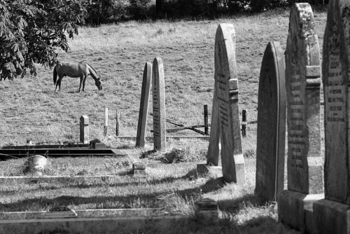 Framed Print : Horse grazes in field next to St John the Baptist graveyard Framed Print : Horse grazes in field next to St John the Baptist graveyard