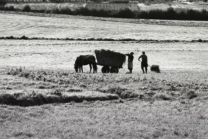 Framed Print : Horse and hay cart Portugal Framed Print : Horse and hay cart Portugal