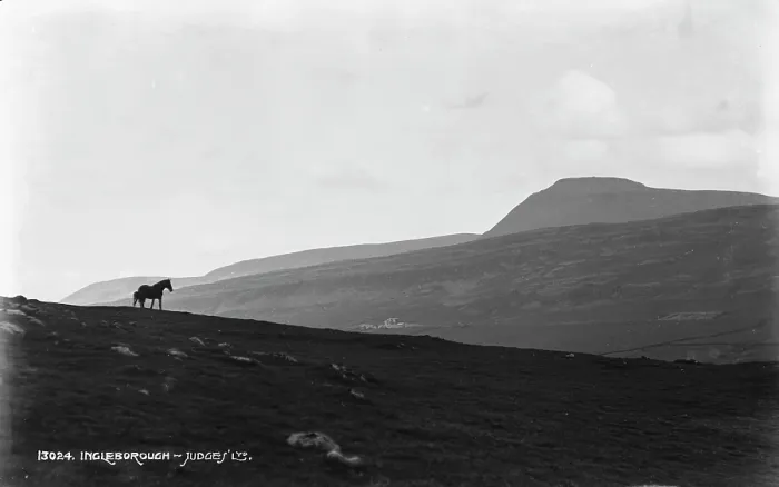 Framed Print : Horse on the Hillside Framed Print : Horse on the Hillside