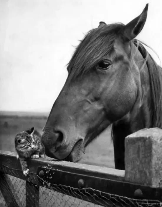 Framed Print : Horse and kitten Framed Print : Horse and kitten