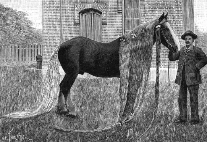 Framed Print : Horse with very long mane and tail, 1892 Framed Print : Horse with very long mane and tail, 1892
