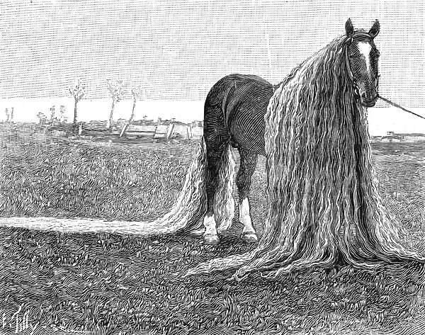 Horse with very long mane and tail, 1899