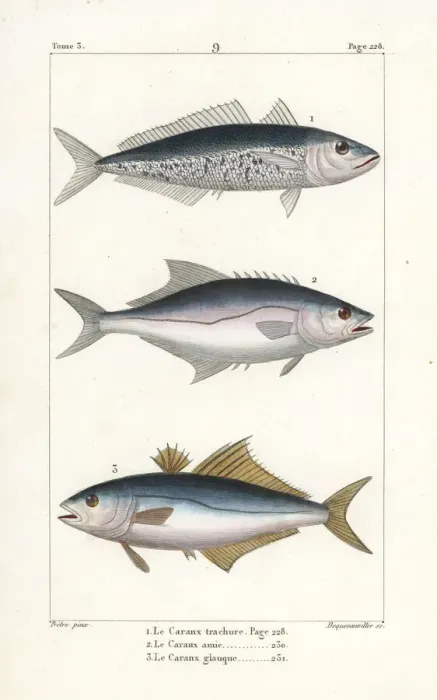 Framed Print : Horse mackerel, leerfish and pompano Framed Print : Horse mackerel, leerfish and pompano