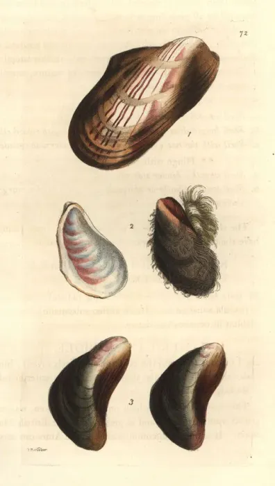 Framed Print : Horse mussels Framed Print : Horse mussels