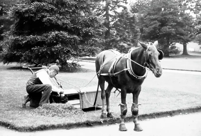 Framed Print : Horse-pulled lawn mower, Victorian period Framed Print : Horse-pulled lawn mower, Victorian period