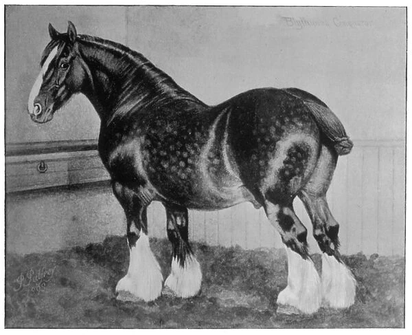 Horse / Shire Blythwood