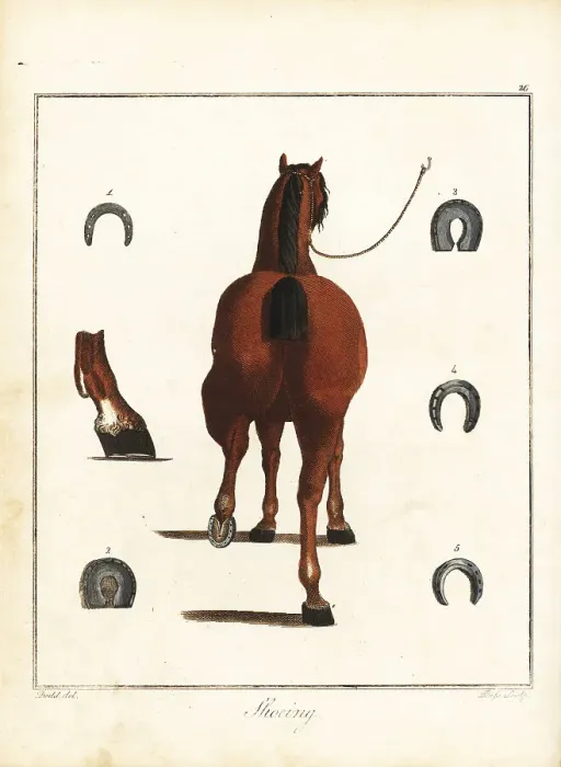 Framed Print : Horse-Shoeing, 18th century