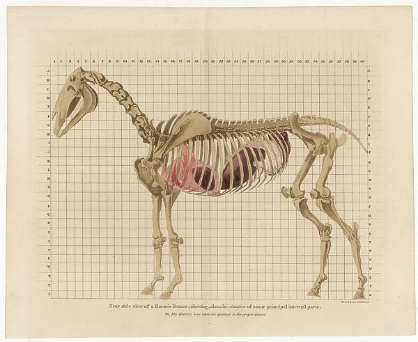 Horse Skeleton. Near side view of a Horse's Bones 