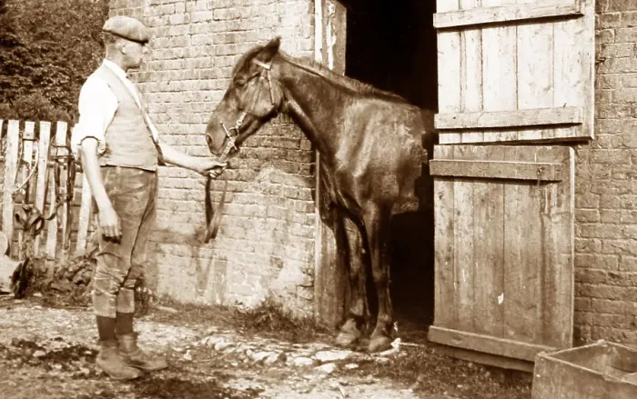 Framed Print : Horse in stable Framed Print : Horse in stable