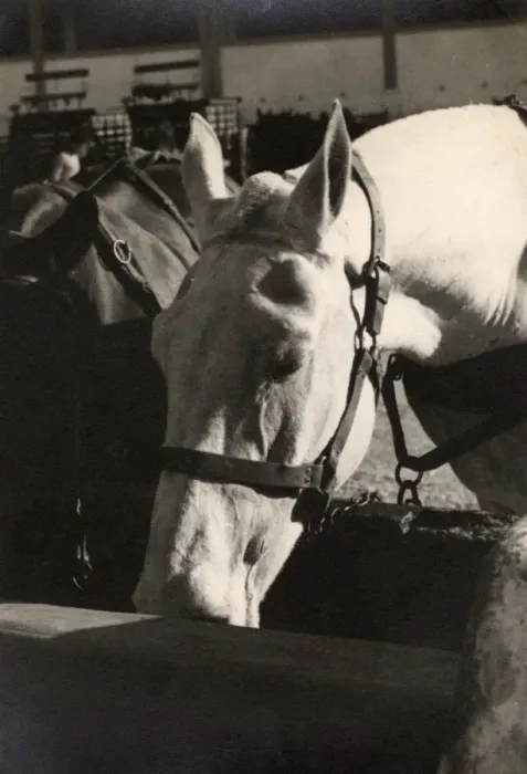 Framed Print : Horse Transport - Two fine horses - Malta - WWII Framed Print : Horse Transport - Two fine horses - Malta - WWII