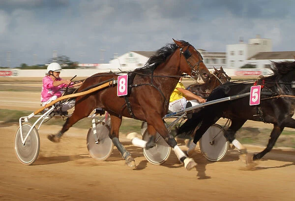 Horse trotting races - Hipodromo, Sant Lluis, Mahon, Menorca