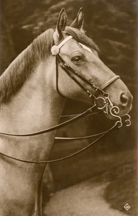Framed Print : Horse wearing a Pelham Double Bridle Framed Print : Horse wearing a Pelham Double Bridle