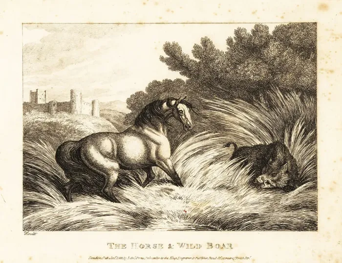 Framed Print : A horse and wild boar face off in a pasture Framed Print : A horse and wild boar face off in a pasture