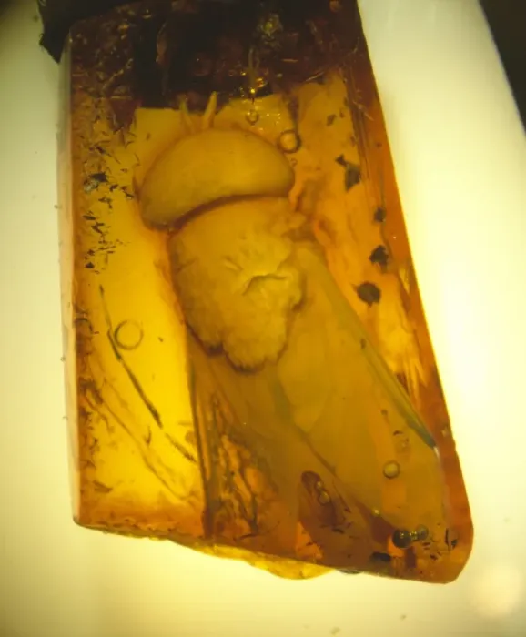 Framed Print : Horsefly in Baltic amber Framed Print : Horsefly in Baltic amber
