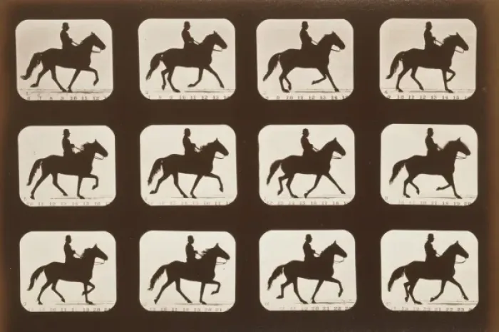 Framed Print : Horses. Ambling or single foot Framed Print : Horses. Ambling or single foot