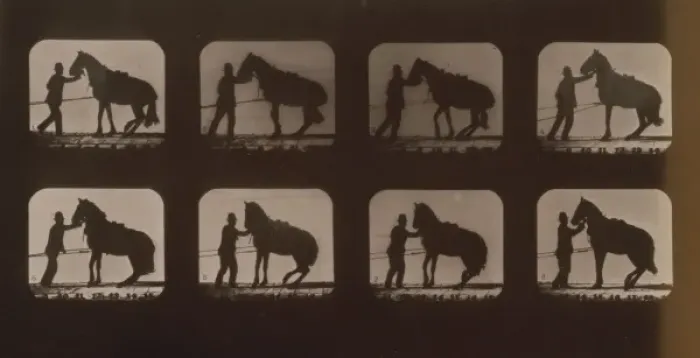Framed Print : Horses. Backing Framed Print : Horses. Backing