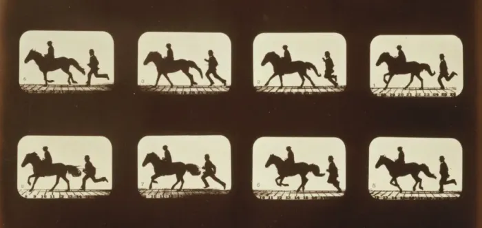 Framed Print : Horses. Cantering Framed Print : Horses. Cantering
