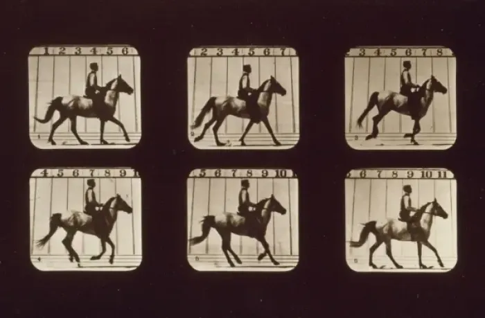 Framed Print : Horses. Cantering Framed Print : Horses. Cantering