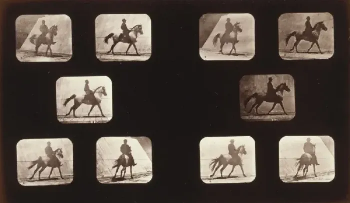 Framed Print : Horses. Cantering Framed Print : Horses. Cantering