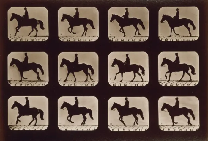 Framed Print : Horses. Cantering Framed Print : Horses. Cantering