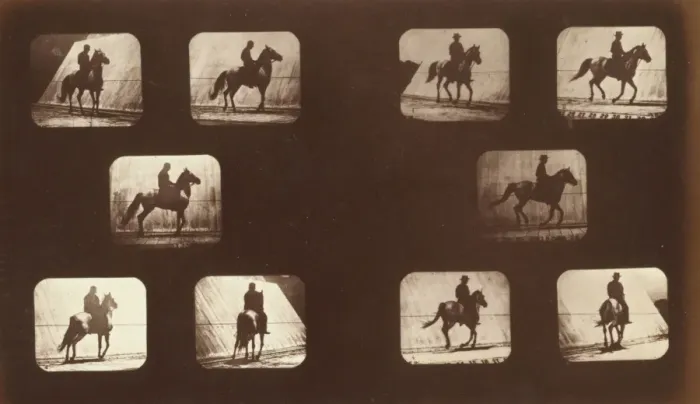 Framed Print : Horses. Cantering Framed Print : Horses. Cantering