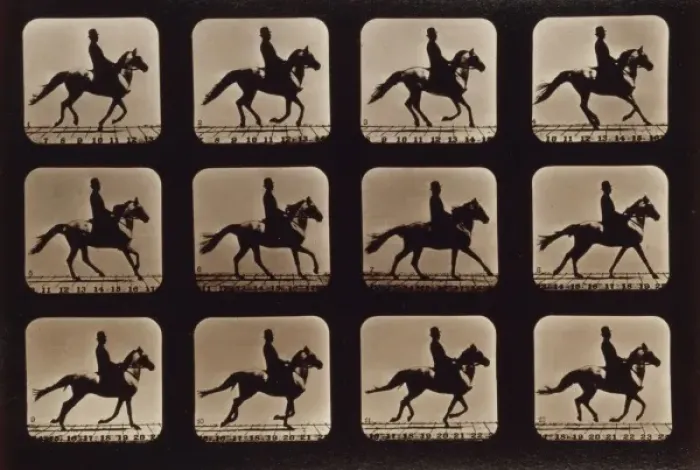 Framed Print : Horses. Cantering Framed Print : Horses. Cantering