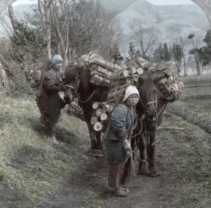 Framed Print : Horses carrying wood, Japan, c. 1904 Framed Print : Horses carrying wood, Japan, c. 1904