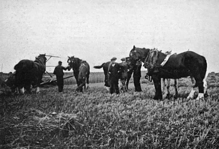 Framed Print : Horses commandeered 1914 Framed Print : Horses commandeered 1914
