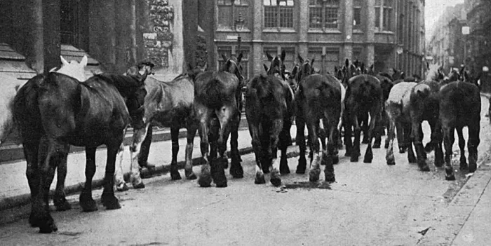 Framed Print : Horses commandeered 1914